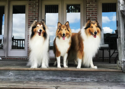 Christiane's border collies lafayette, georgia horse boarding